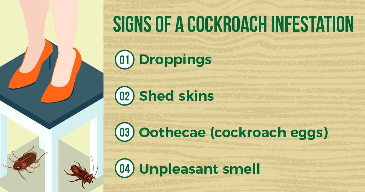 signs of a cockroach infestation