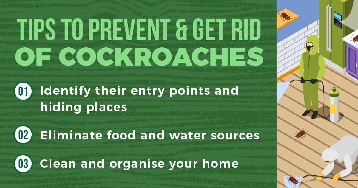 tips to prevent and get rid of cockroaches