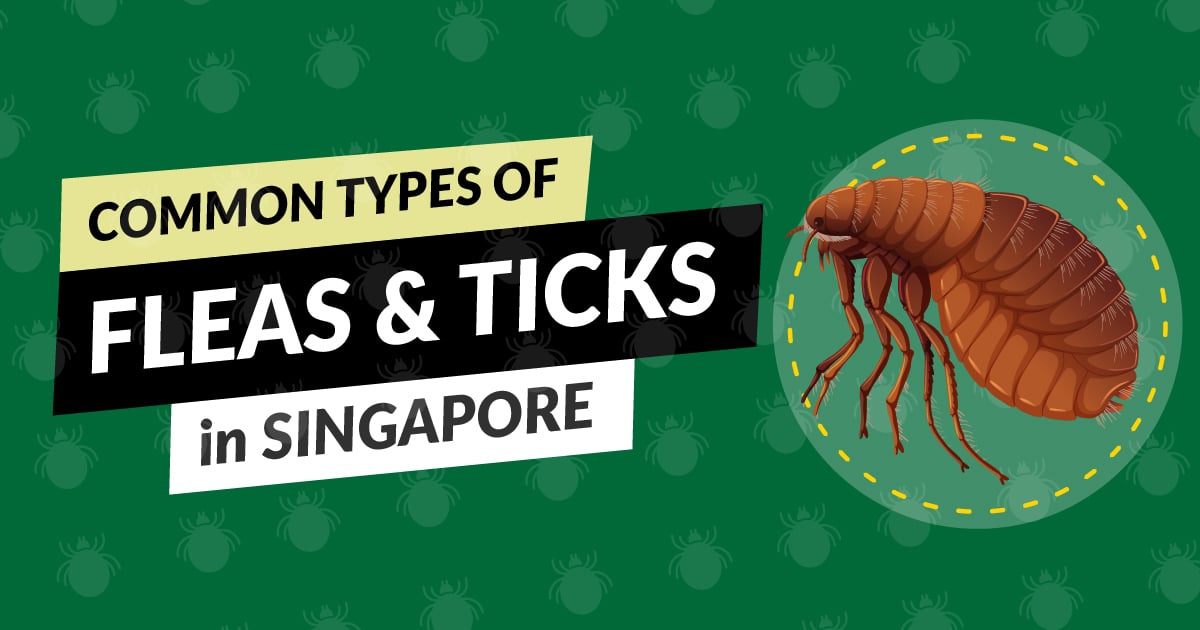 common types of fleas and ticks in singapore