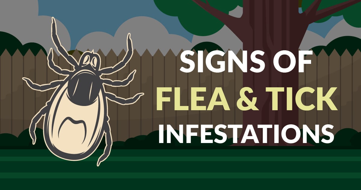 flea and tick infestation signs