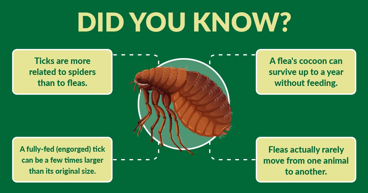 fleas and ticks facts