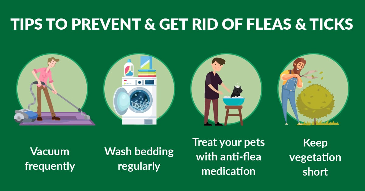 how to get rid of fleas and ticks