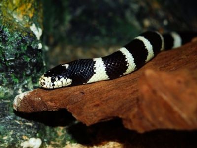 Banded Krait Singapore