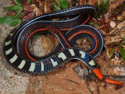 Banded Malayan Coral Snake Singapore