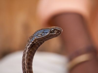 Black Spitting Cobra Singapore