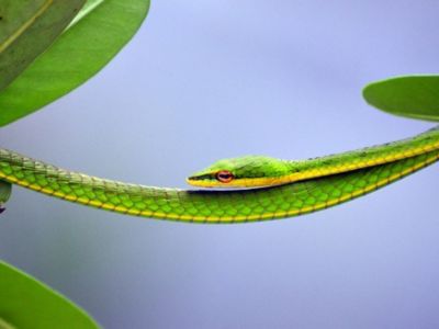 Oriental Whip Snake Singapore