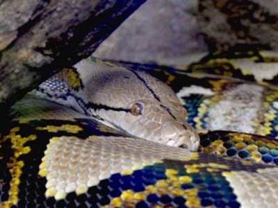 Reticulated Python Singapore