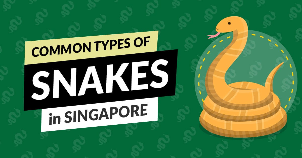 gjarpërinjtë e zakonshëm në Singapor
