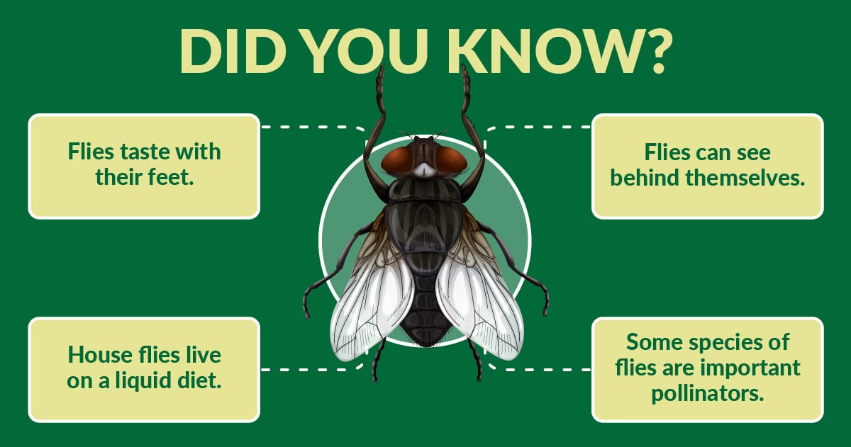 facts about flies