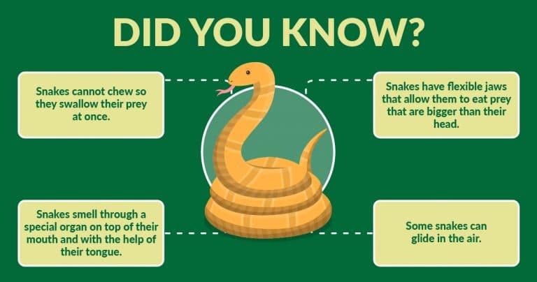 Guide to Snake Prevention and Control in Singapore