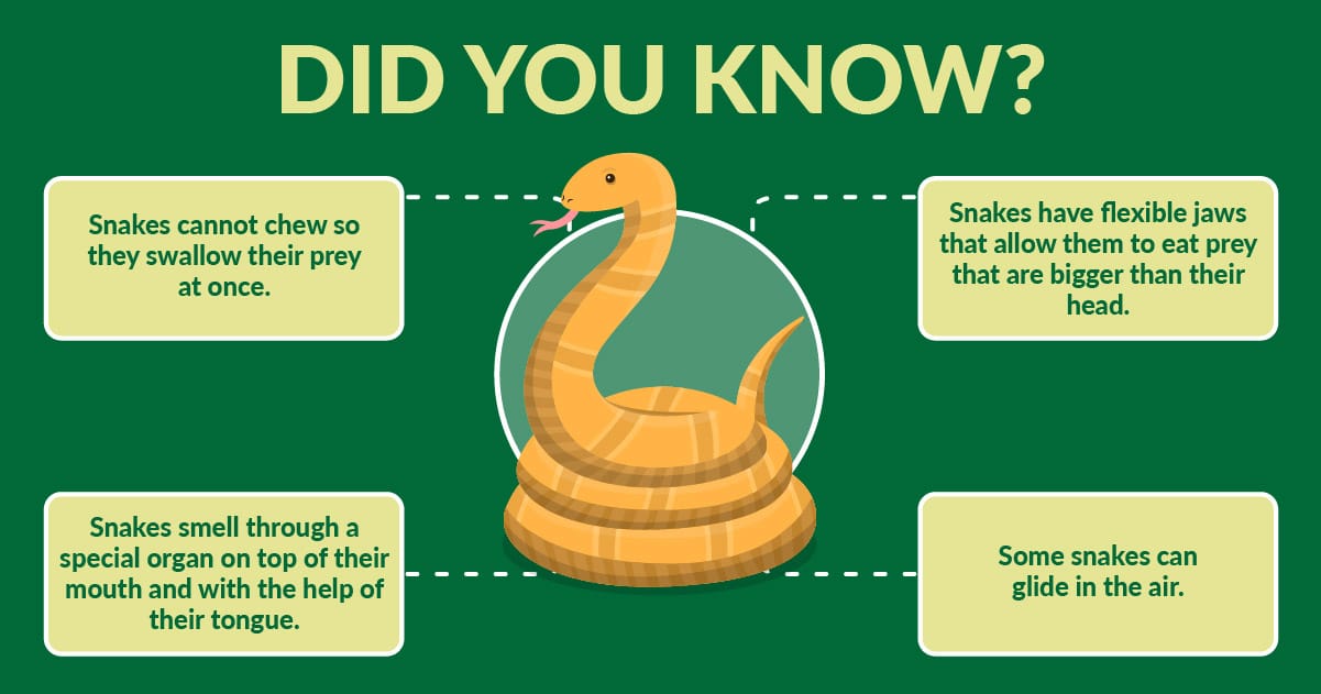 A dinit fakte për gjarpërinjtë