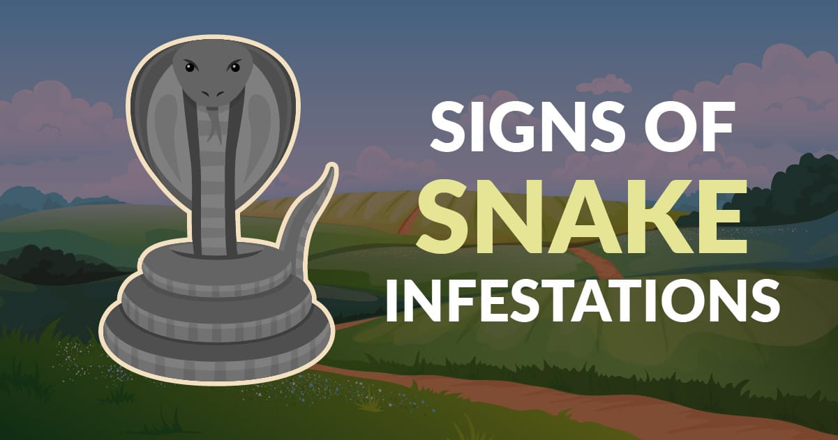 signs of snake infestations