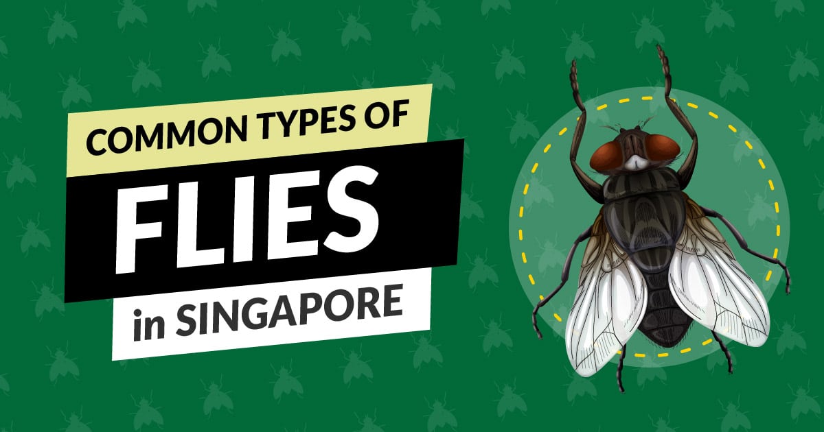 types of flies in singapore