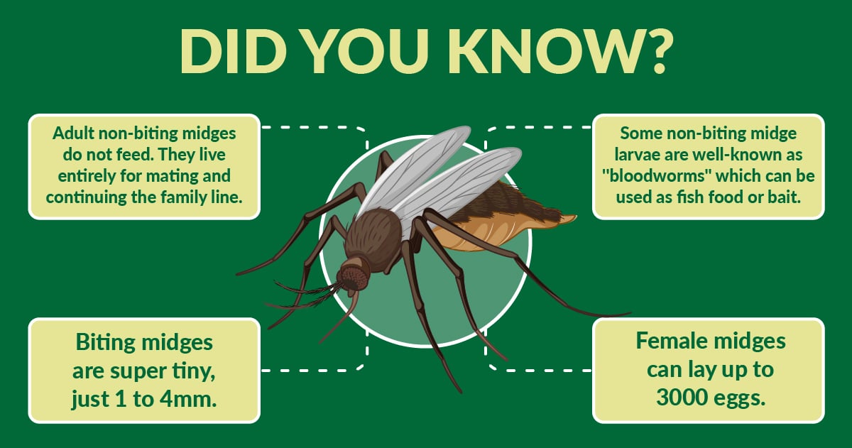 Did you know facts about midges