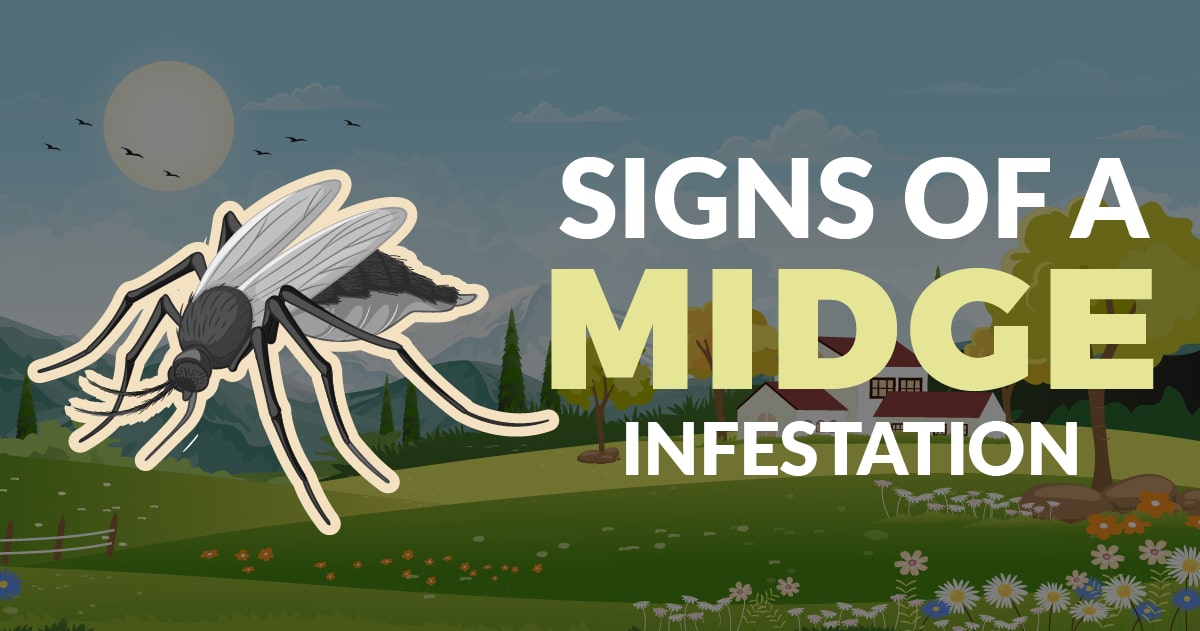 signs of a midge infestation