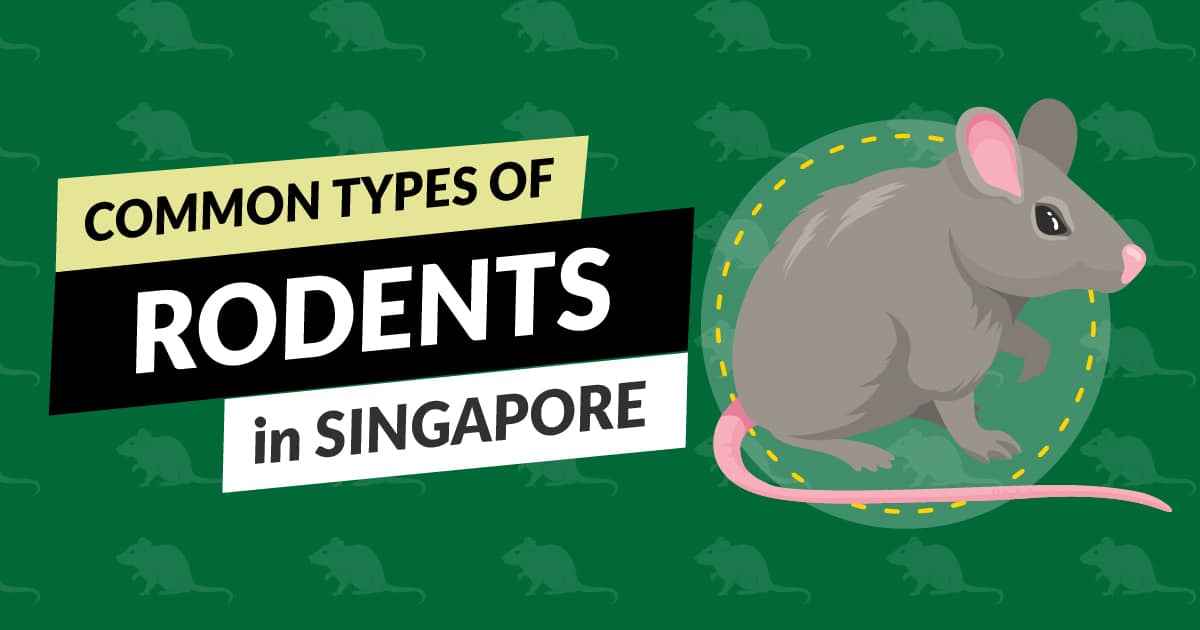 types of rodents in singapore