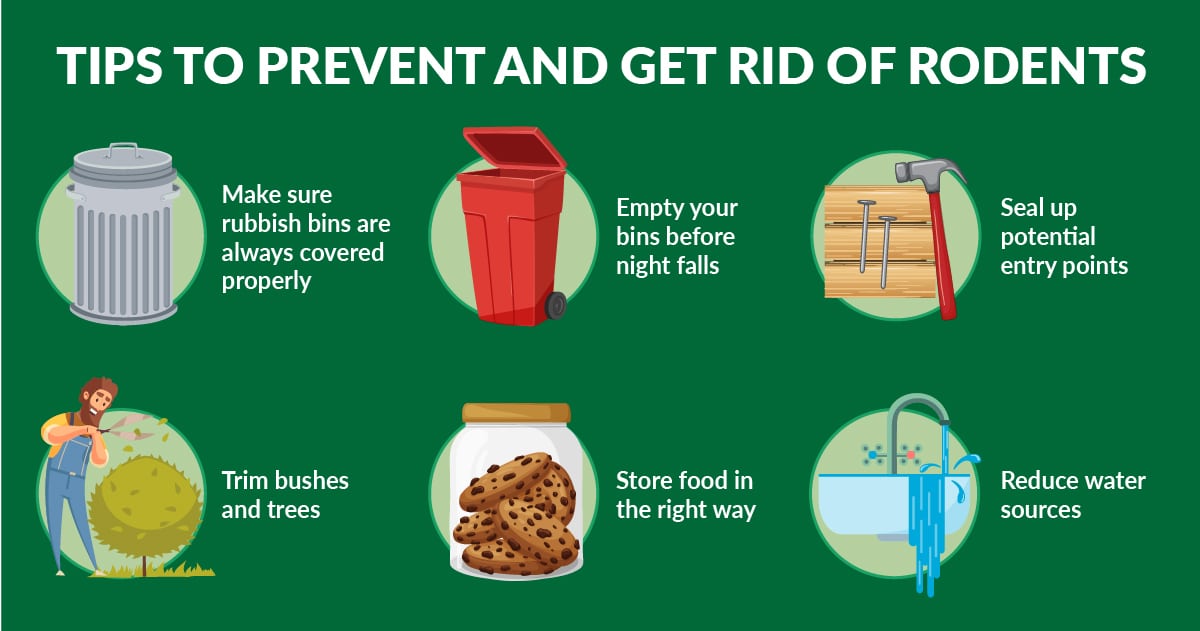 tips to prevent rodents