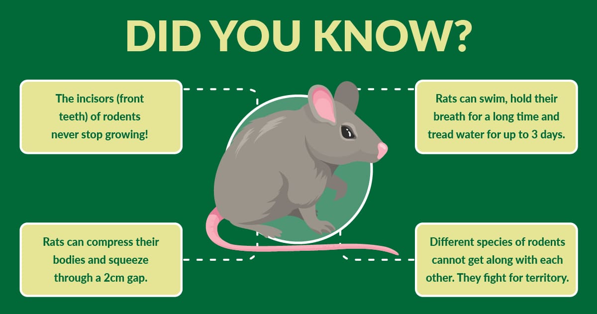 facts about mice and rats