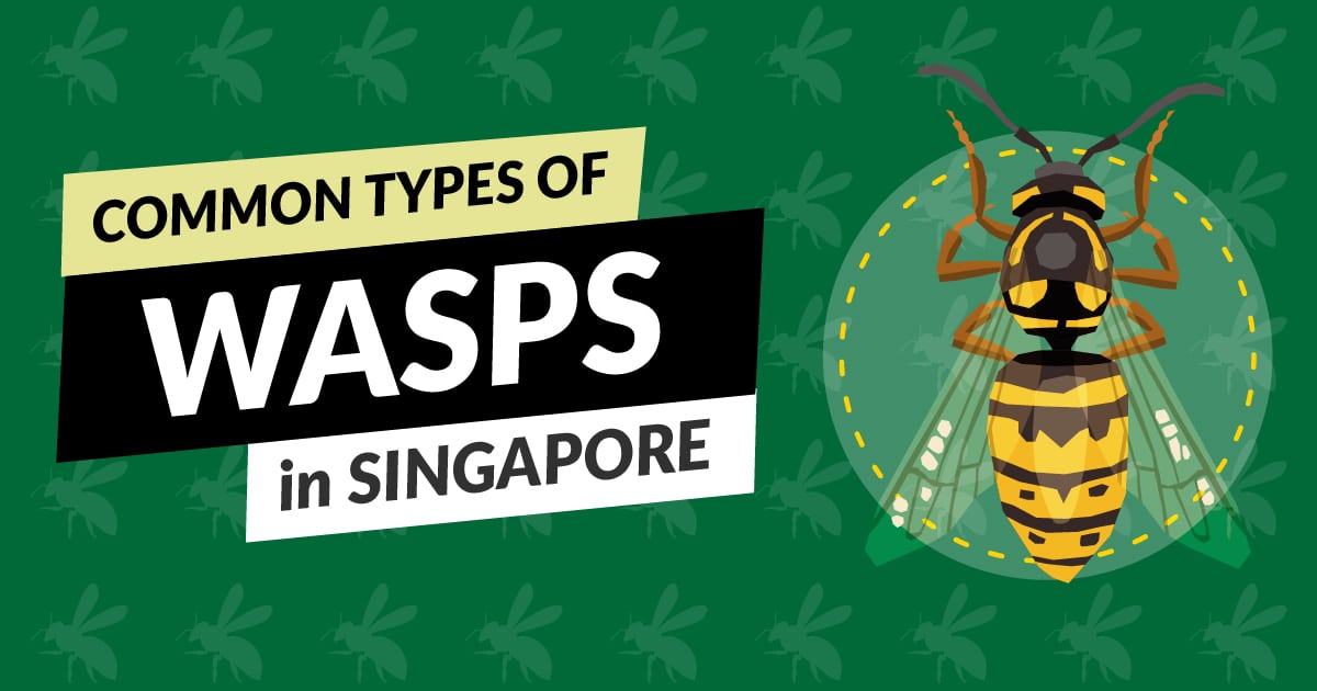 types of wasps in singapore