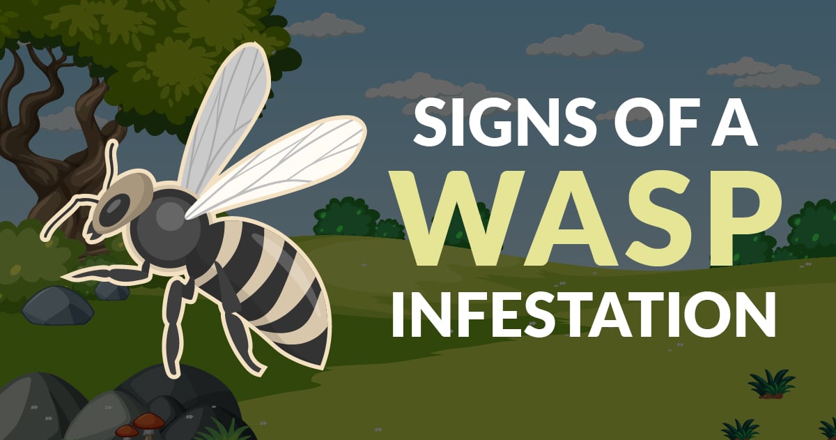 signs of a wasp infestation