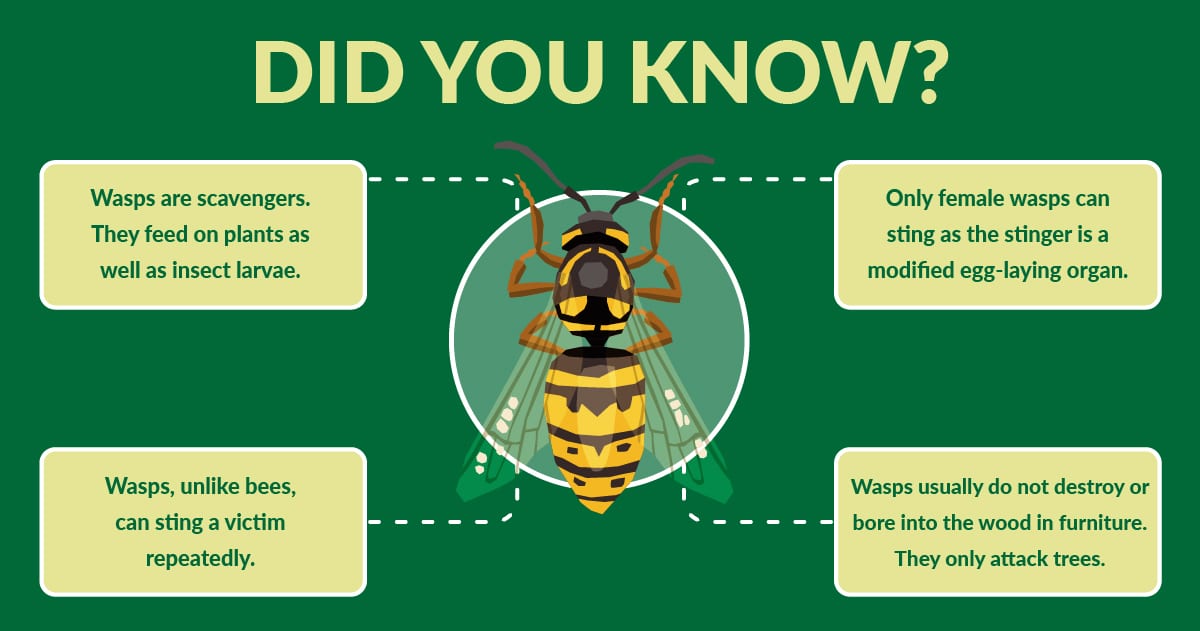 wasp facts