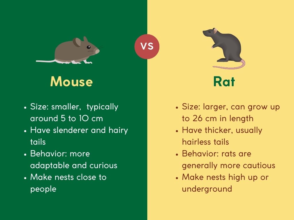 rat vs mouse difference