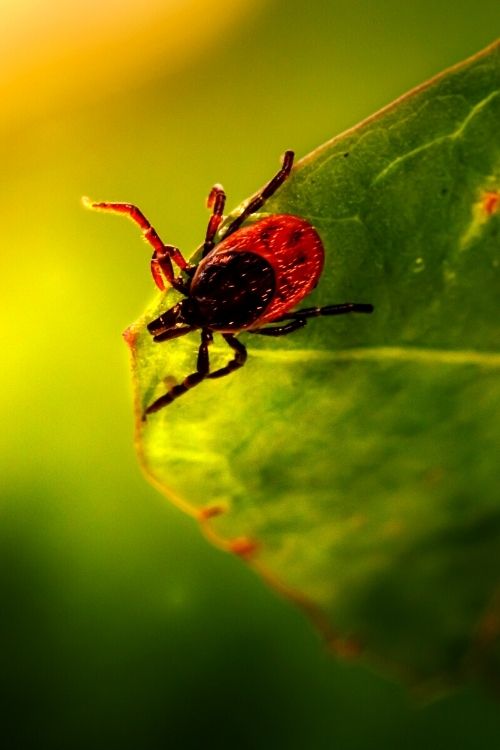how is lyme disease transmitted