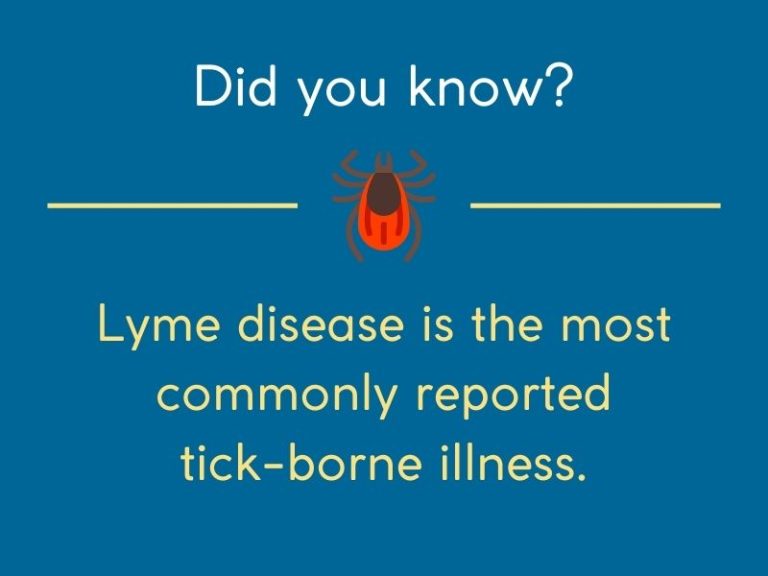 The Ultimate Guide to Preventing Lyme Disease in Singapore