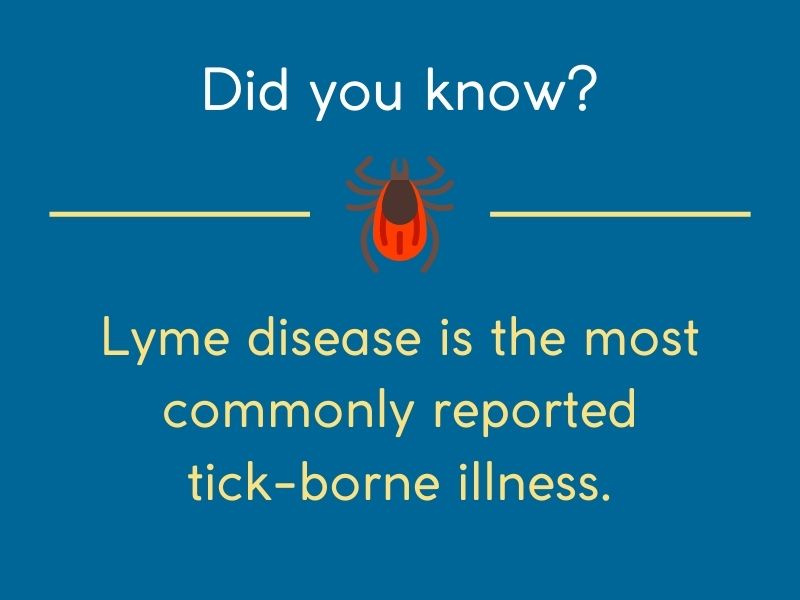 lyme disease did you know