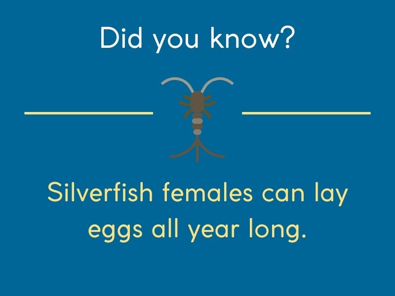 silverfish fact