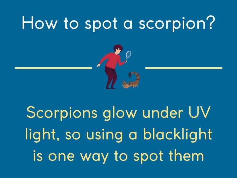How to spot a scorpion
