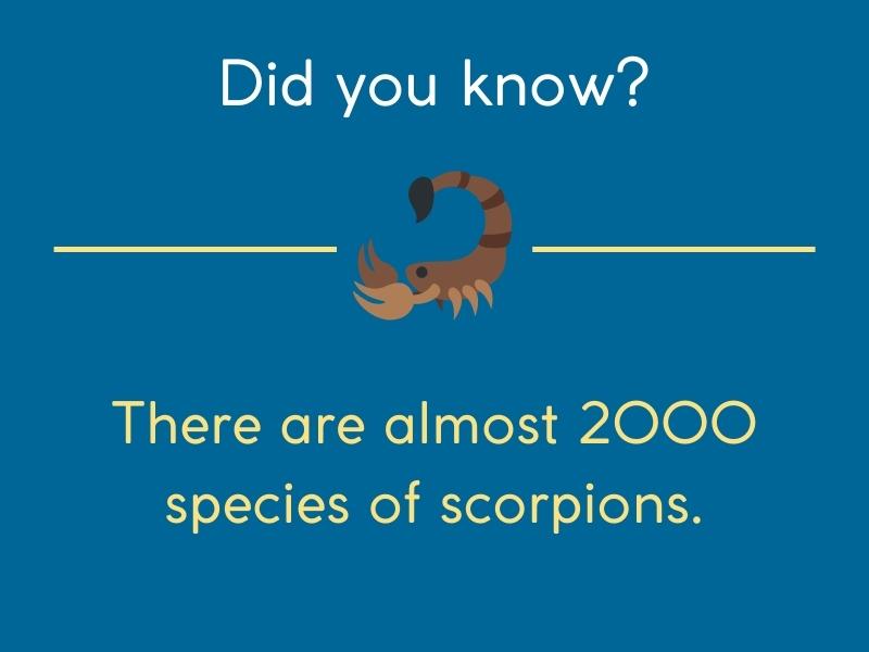 scorpions fact
