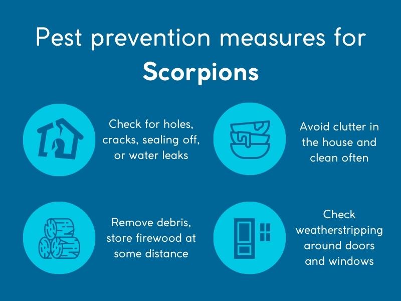 scorpions pest prevention