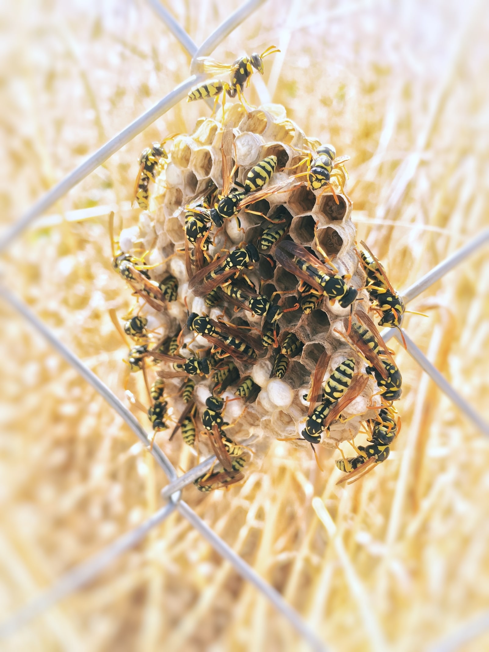Bees nest on a metal fence