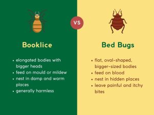 Booklice vs Bed Bugs: The Key Differences