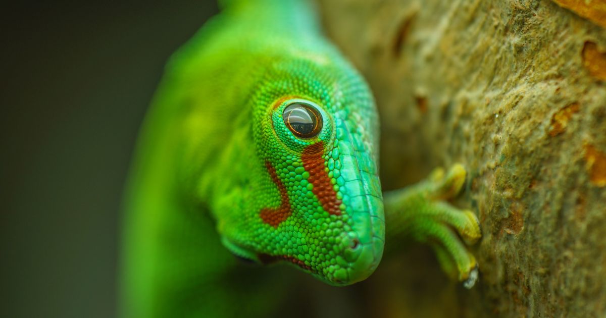 The Ultimate Guide to Lizards in Singapore