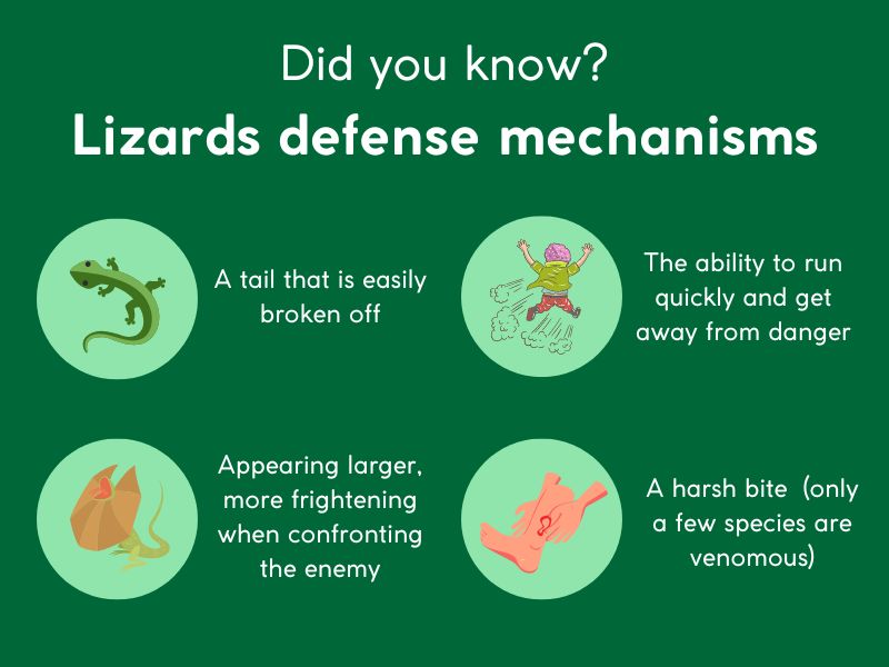 lizards facts - defence mechanisms