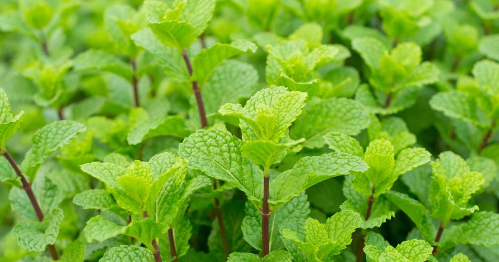 Ant Repellents Natural Ways To Get Rid Of Ants