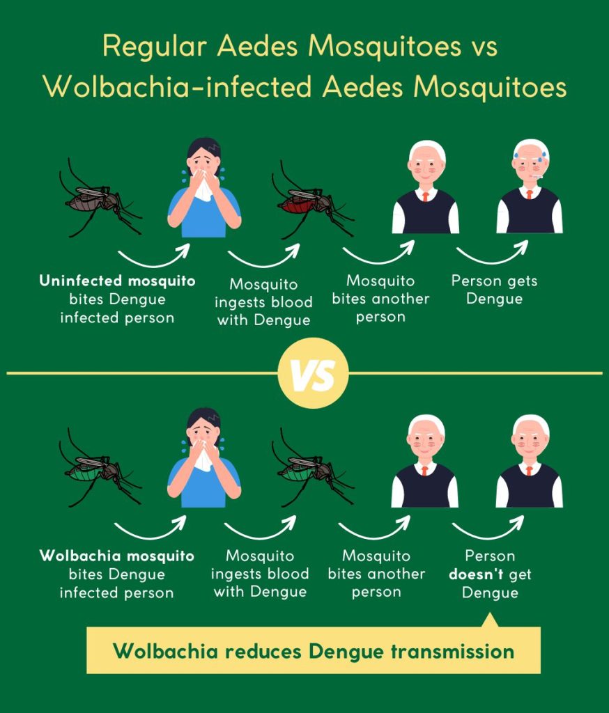 What is the Wolbachia Mosquito Breeding Project?