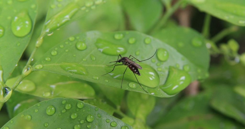 What is the Wolbachia Mosquito Breeding Project?