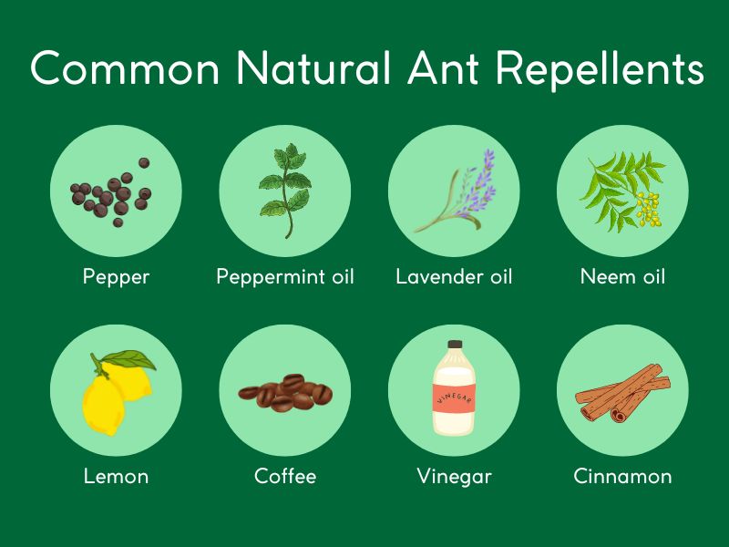 natural ant repellents