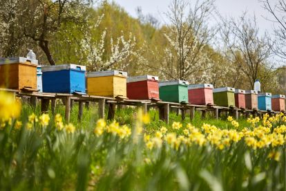 beehives and bee boxes