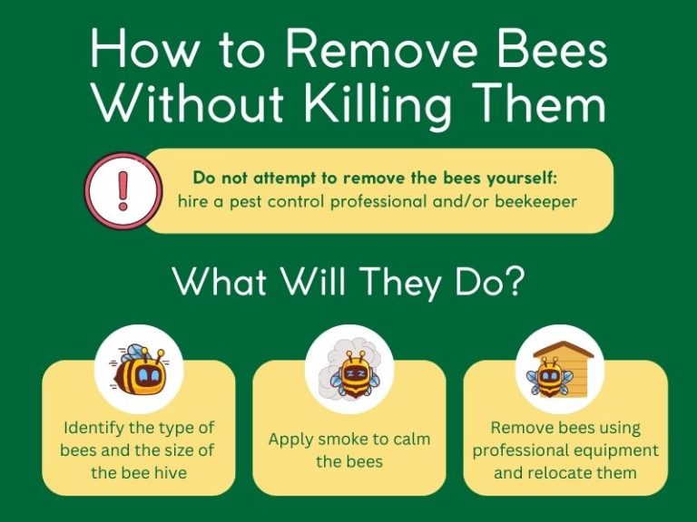 How to Relocate Bees Without Killing Them