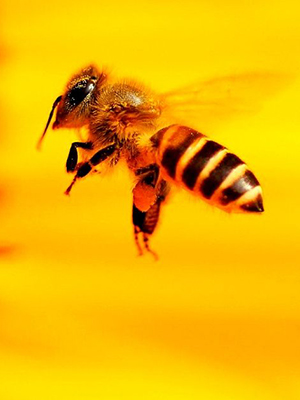how to remove bees without killing them