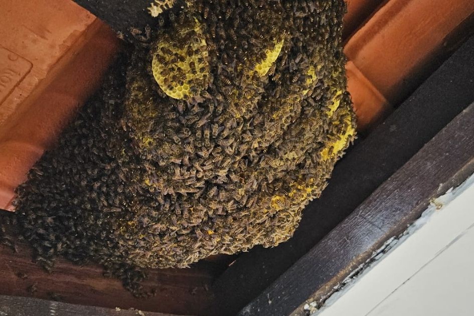 bee relocation at the singapore association for the deaf