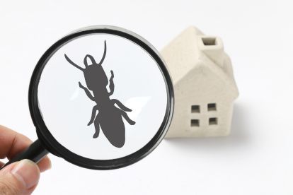 pest identification during property audit