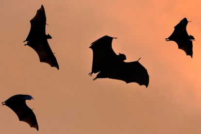 bats flying in the sky in Singapore