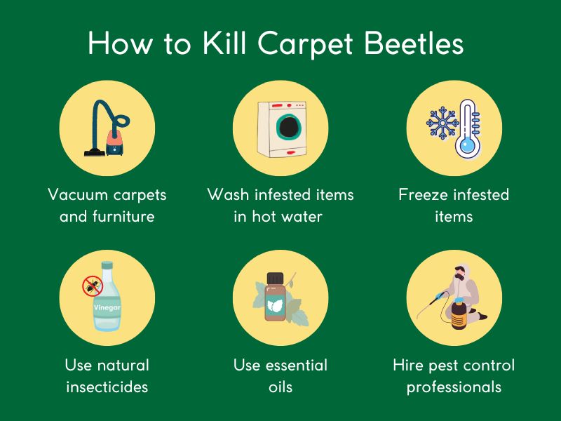 How to kill carpet beetles