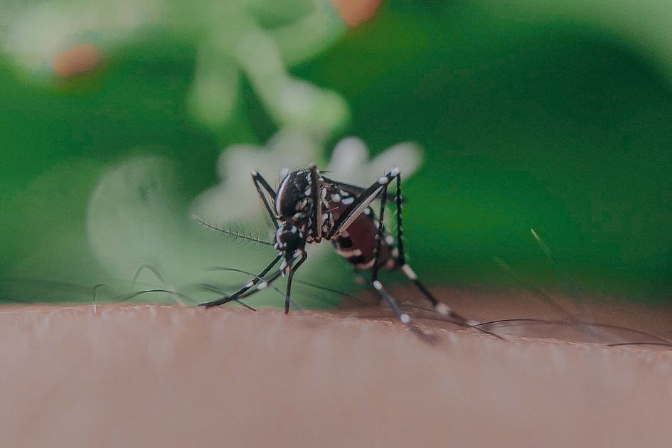 Spike in Dengue Fever Cases in Singapore