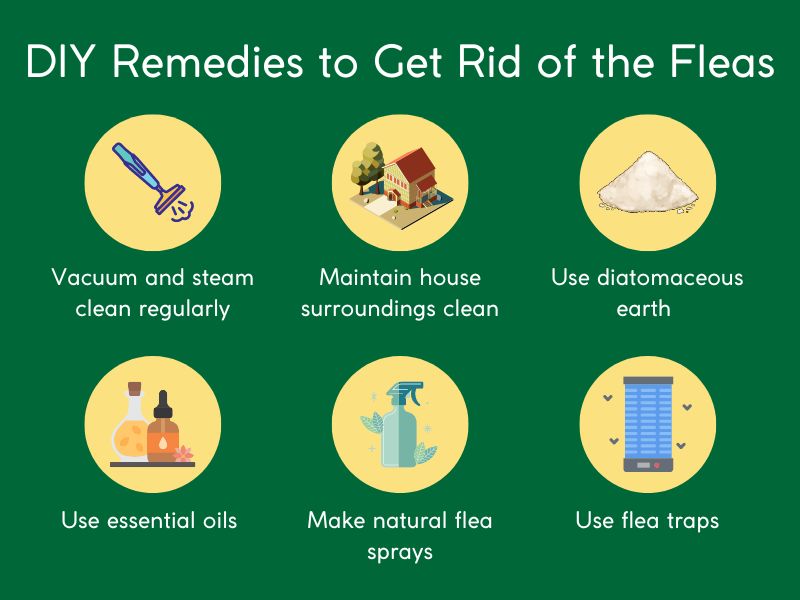 natural remedies for fleas